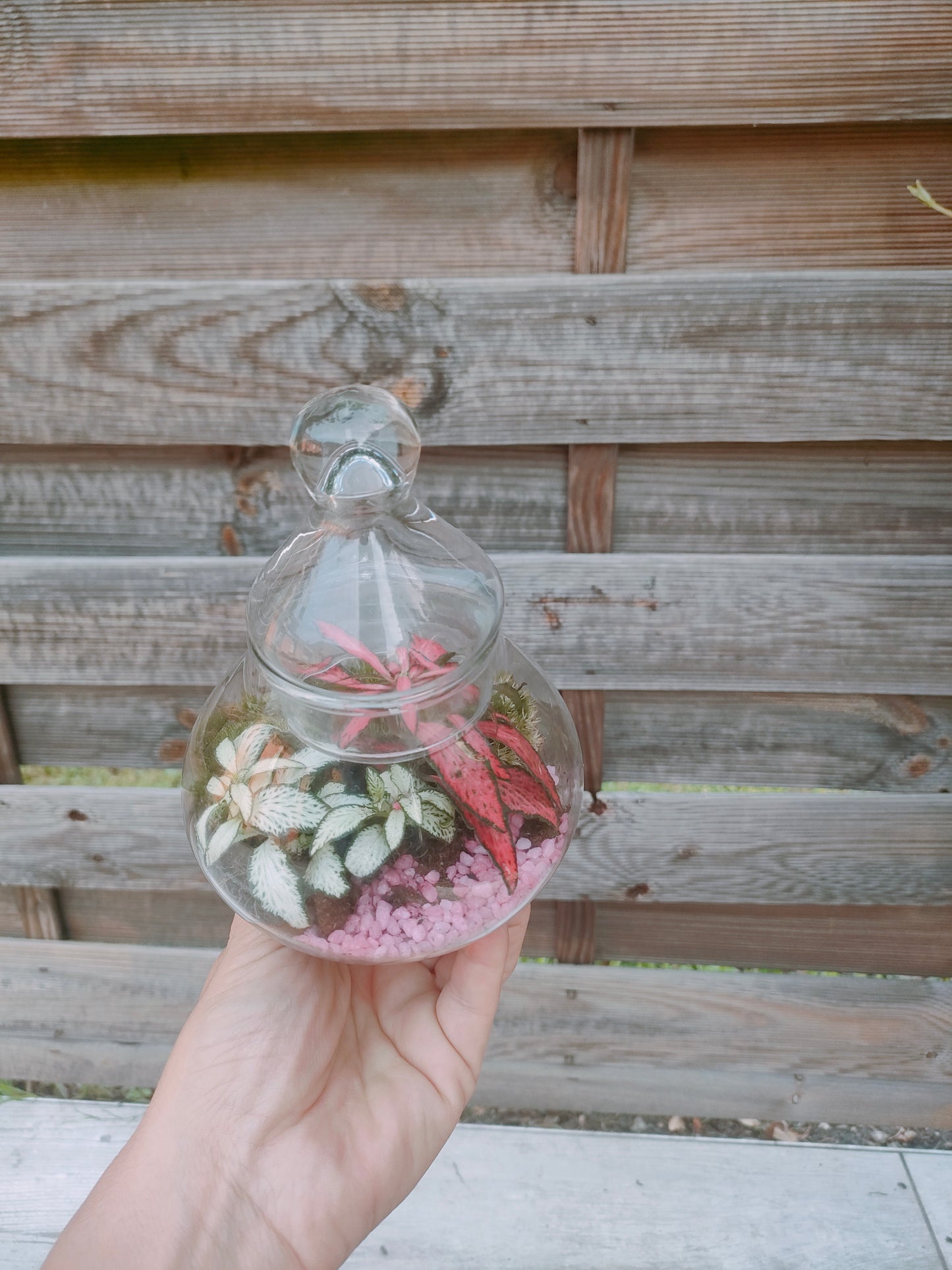 Terrarium bomboniera in barattolo di vetro