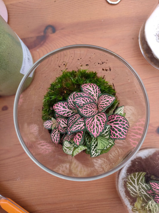 Scrigno – micro‑ecosistema verde sotto vetro