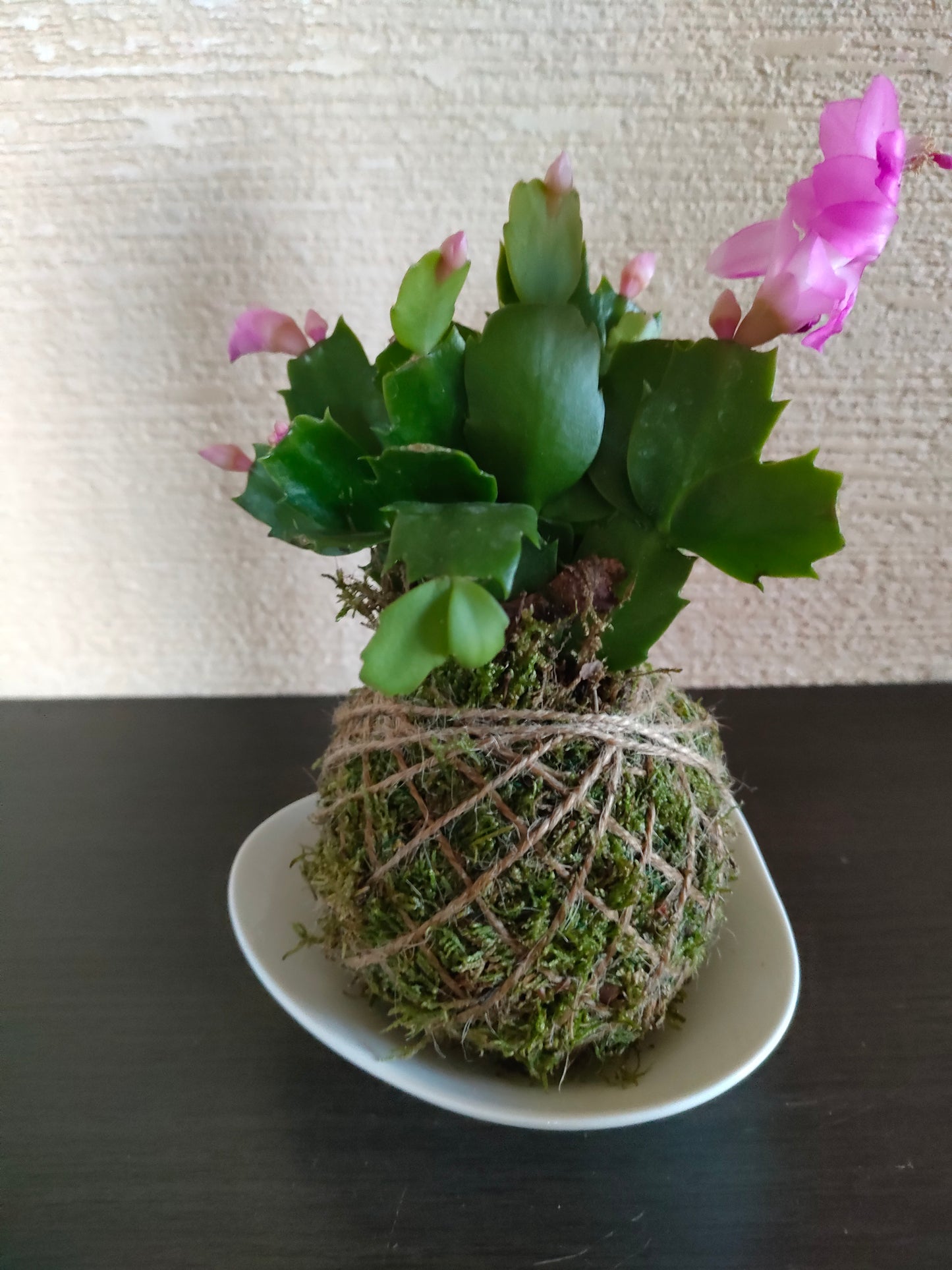 Kokedama con Schlumbergera Mini – Il fiore di Natale sospeso