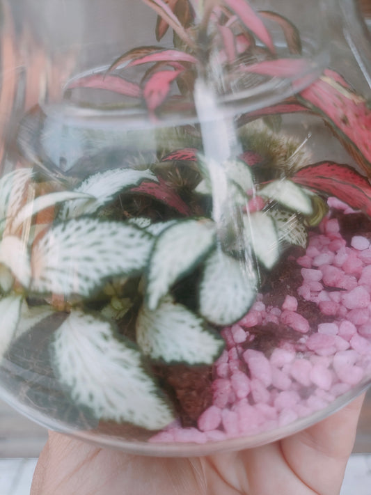 Terrarium bomboniera in barattolo di vetro dettaglio