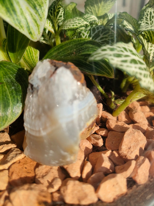 Terrarium Damigiana con Agata Grezza