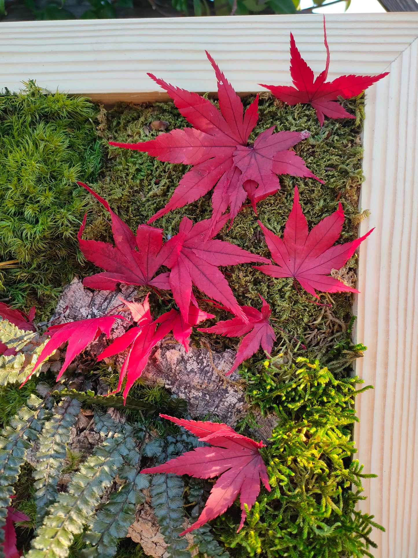 Giardino Zen con foglie di acero rosso – eleganza e quiete in una cornice