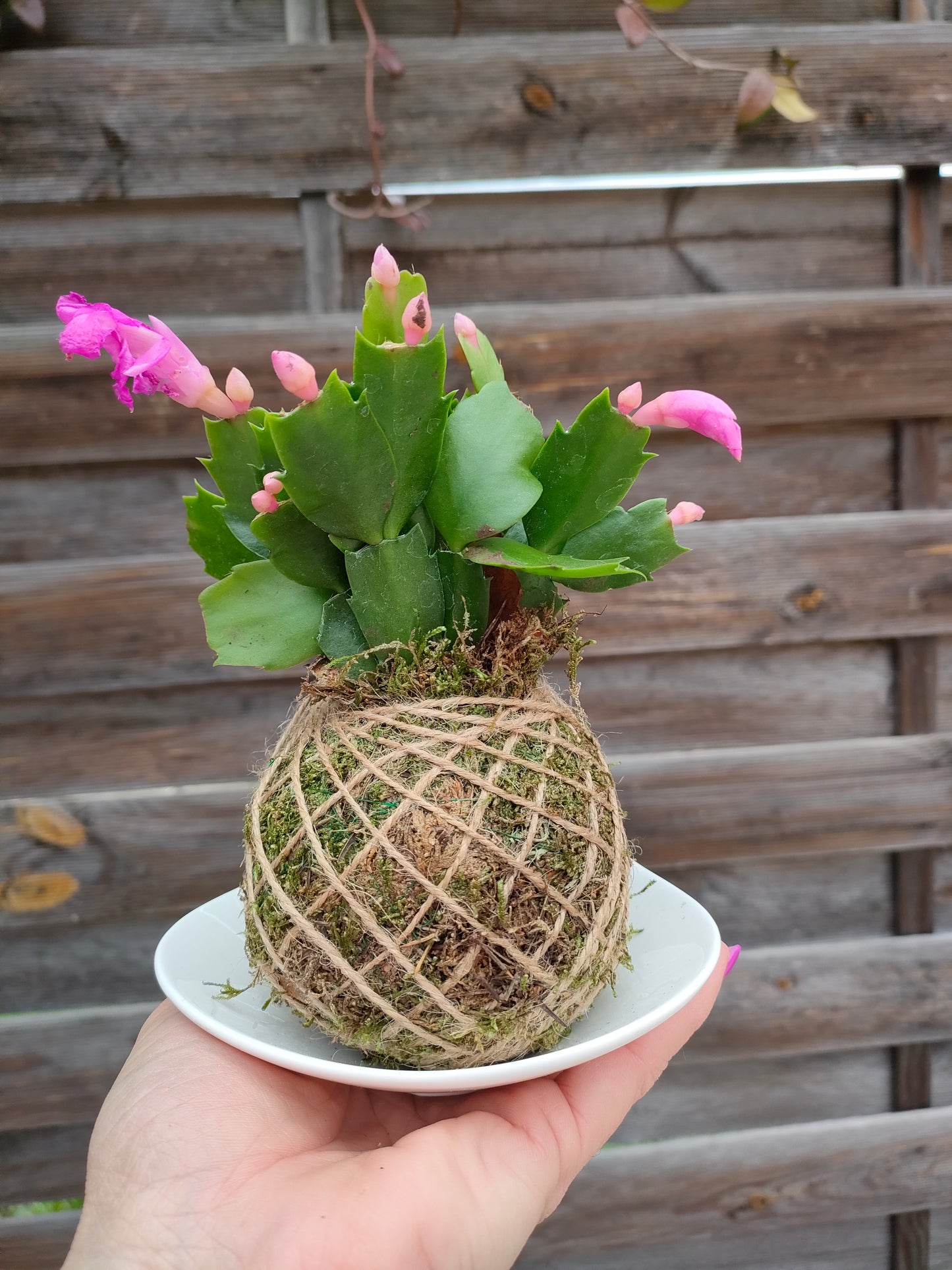 Kokedama con Schlumbergera Mini – Il fiore di Natale sospeso