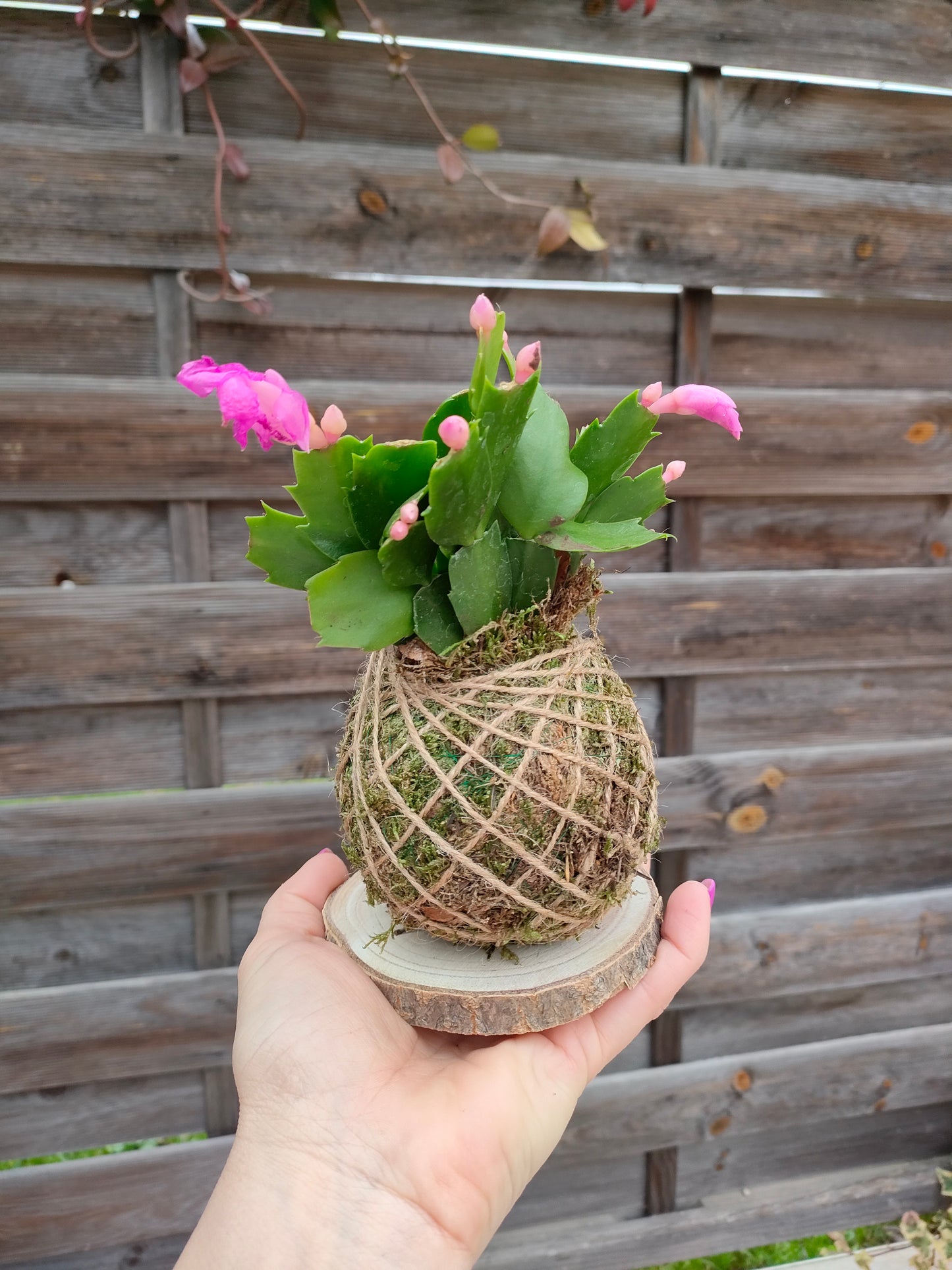 Kokedama con Schlumbergera Mini – Il fiore di Natale sospeso