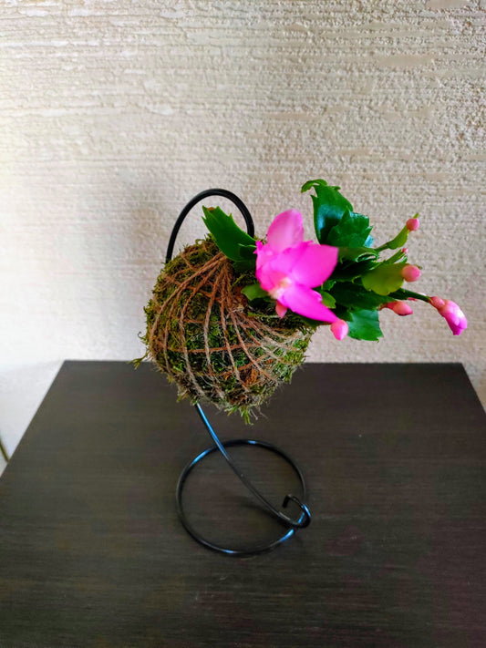 Kokedama con Schlumbergera Mini – Il fiore di Natale sospeso