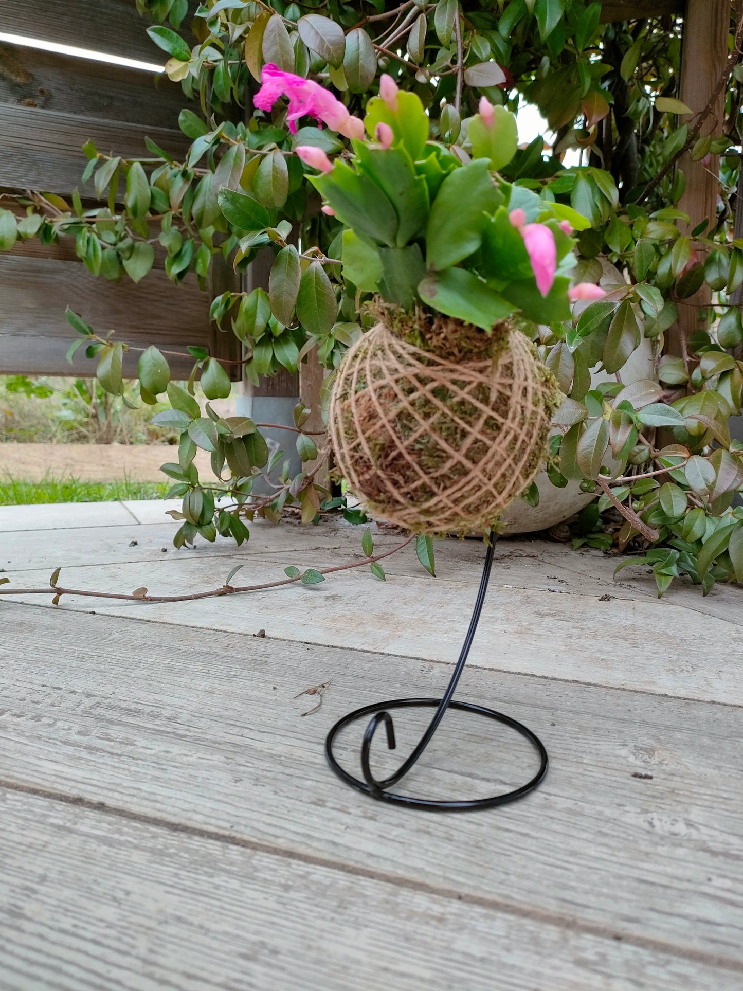 Kokedama con Schlumbergera Mini – Il fiore di Natale sospeso