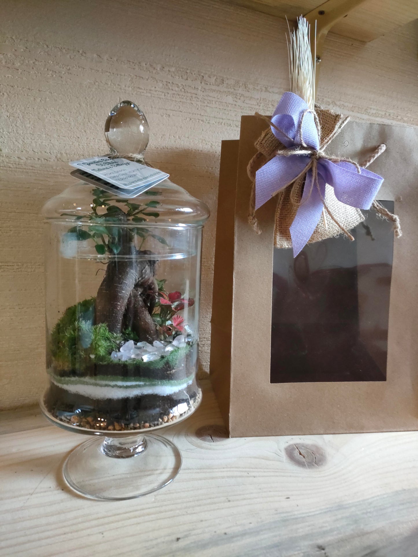 Bomboniera con ficus ginseng