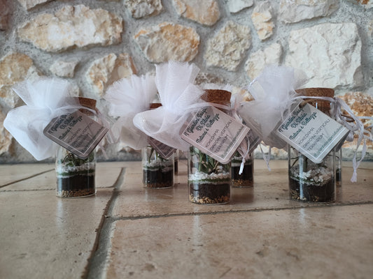 Piccolo scrigno – micro‑ecosistema verde sotto vetro