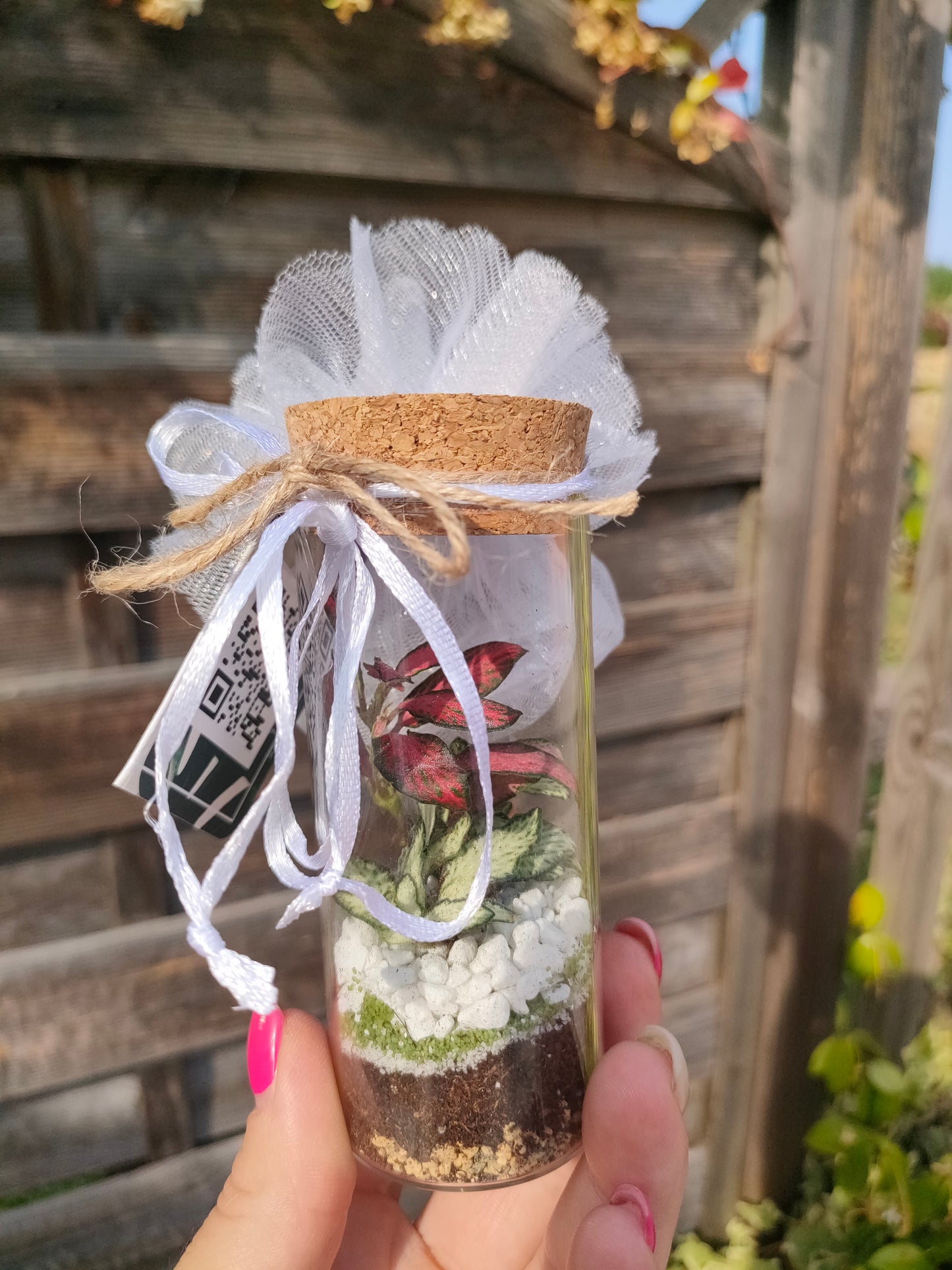 Bomboniera terrarium con fittonia
