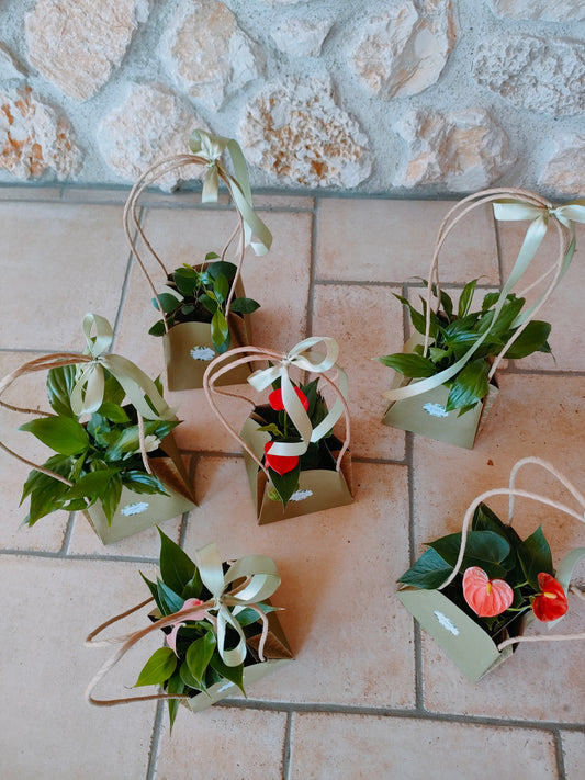 Bomboniera Kokedama – Fatta a Mano con Piante Vere