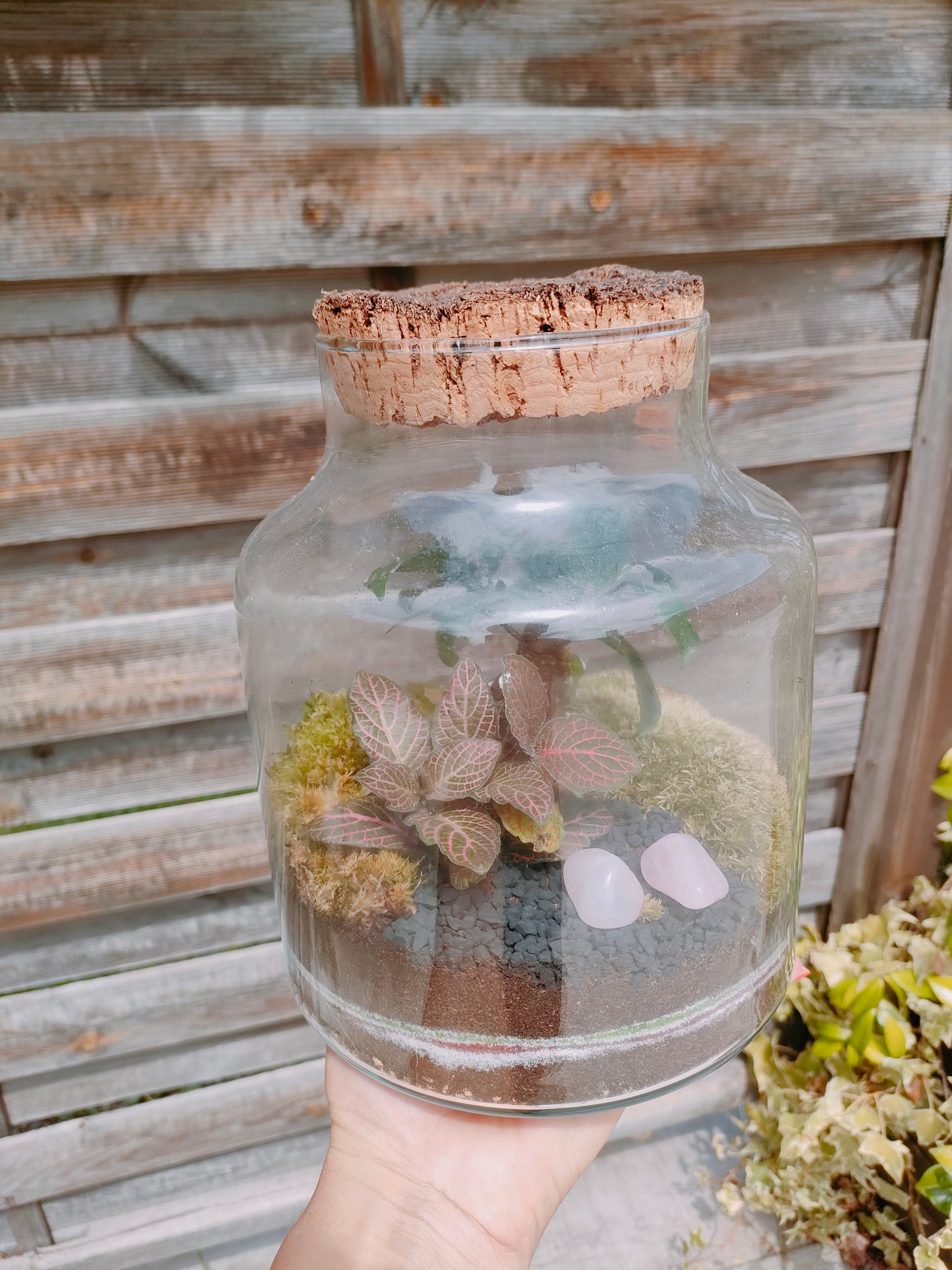 Terrarium in damigiana con quarzo rosa e piante vere realizzato a mano – dettaglio composizione