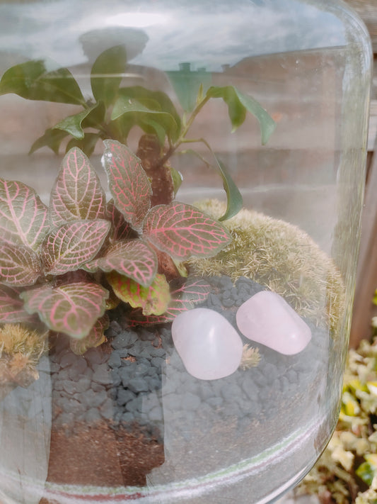 Terrarium in damigiana con quarzo rosa e piante vere realizzato a mano – dettaglio composizione