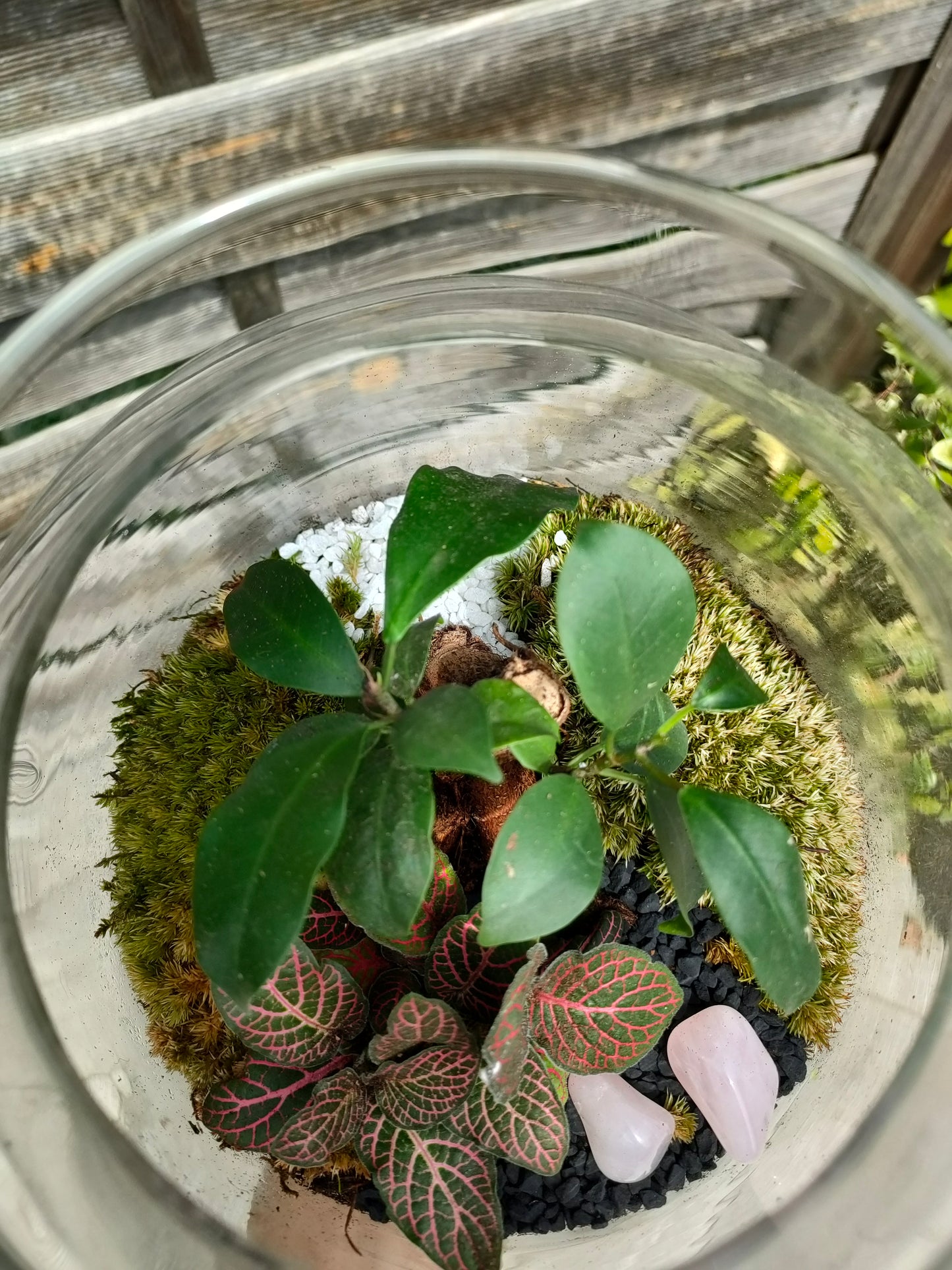 Terrarium in damigiana con quarzo rosa e piante vere realizzato a mano – dettaglio composizione