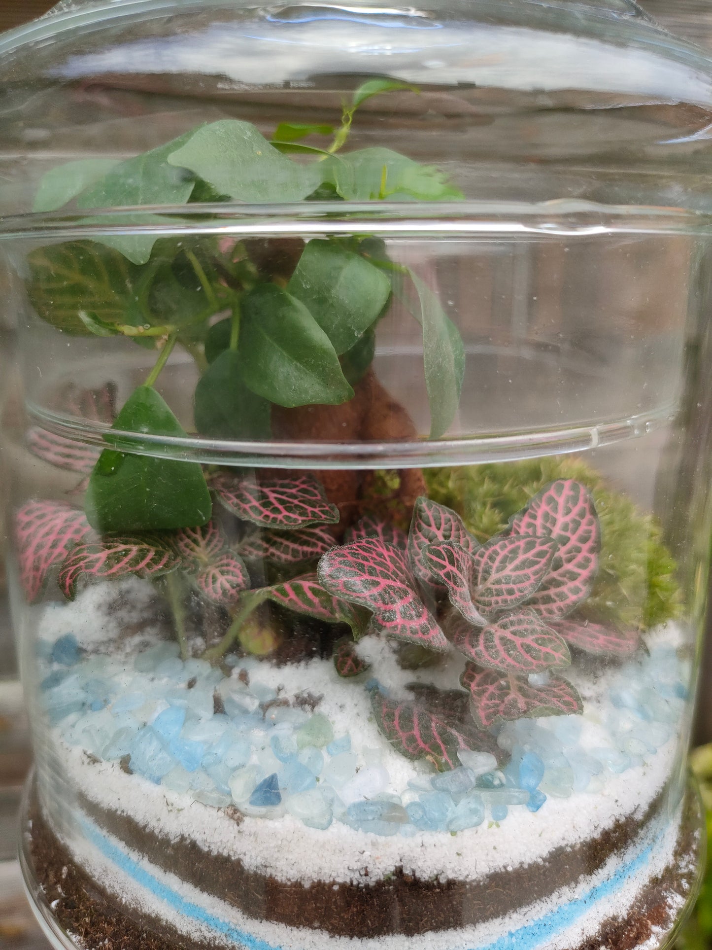 Terrarium “Oasi” _ un giardino sottovetro