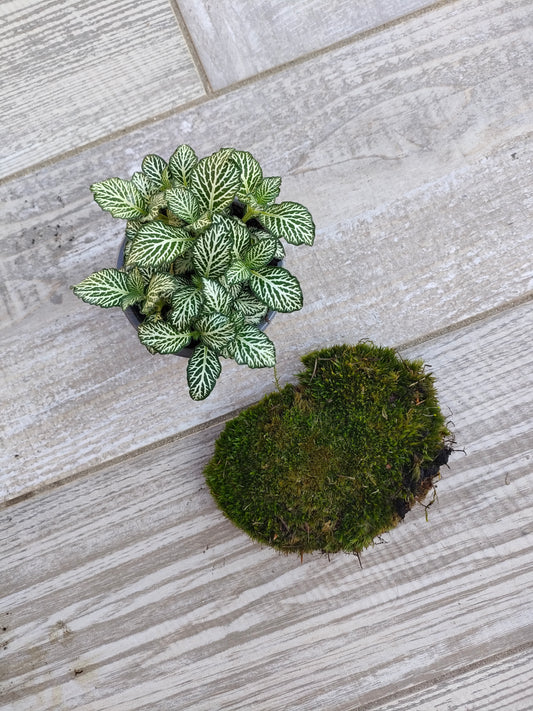 Kit completo per cambiare le piante del terrarium