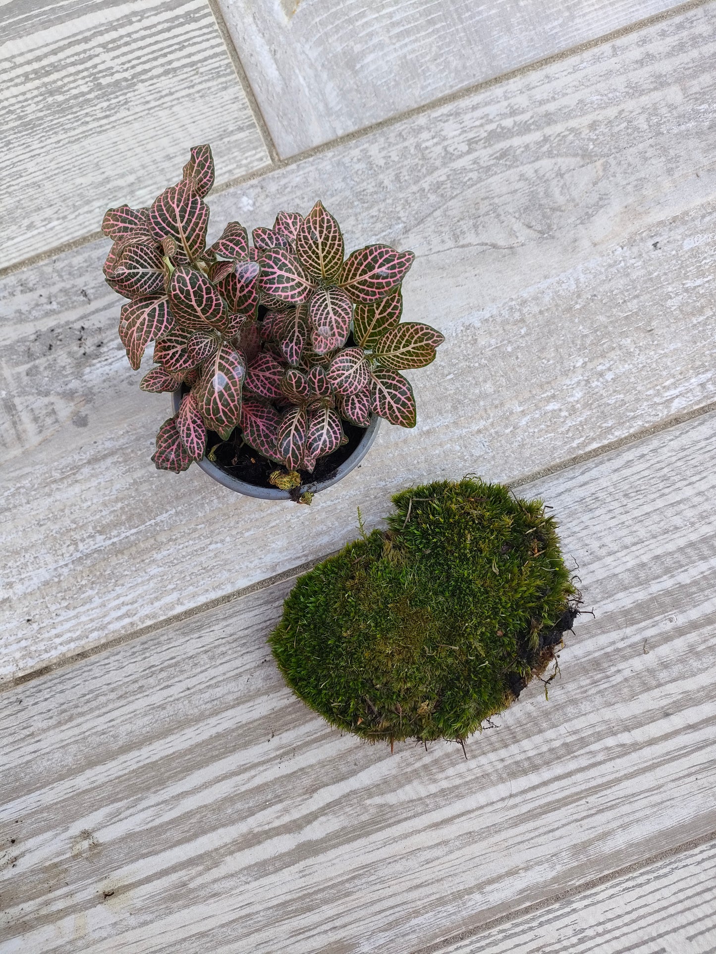 Kit completo per cambiare le piante del terrarium