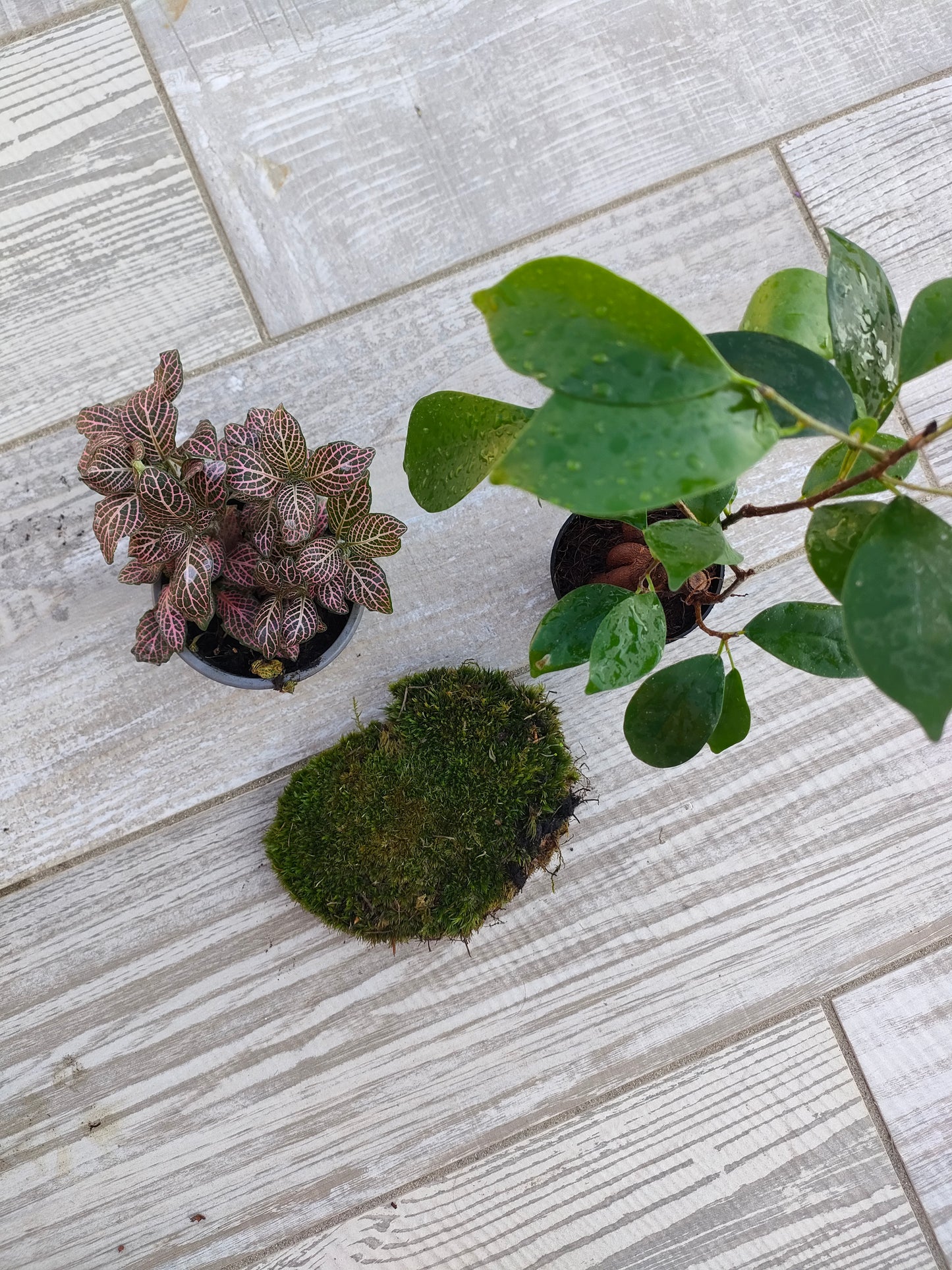Kit completo per cambiare le piante del terrarium