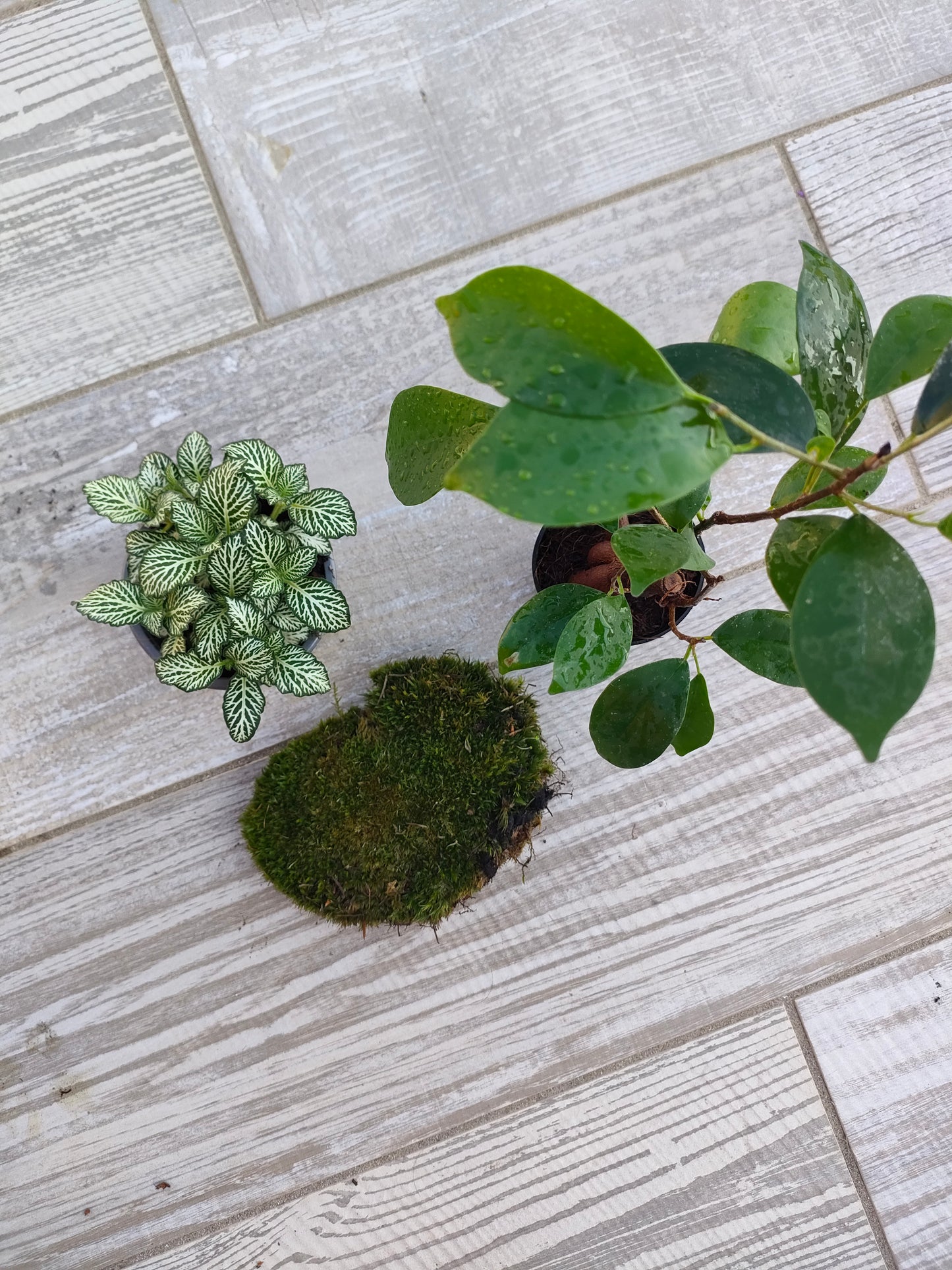 Kit completo per cambiare le piante del terrarium
