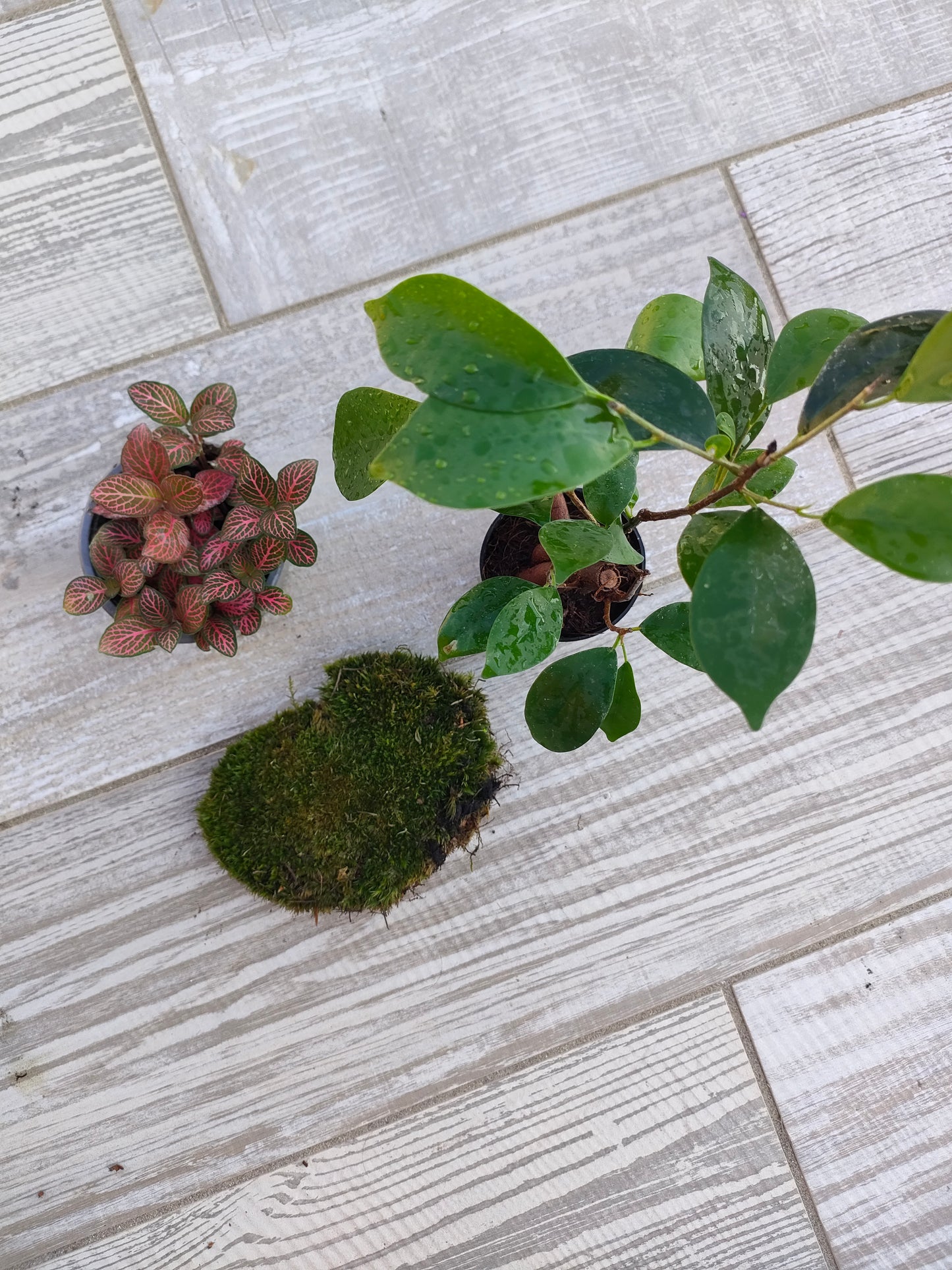 Kit completo per cambiare le piante del terrarium