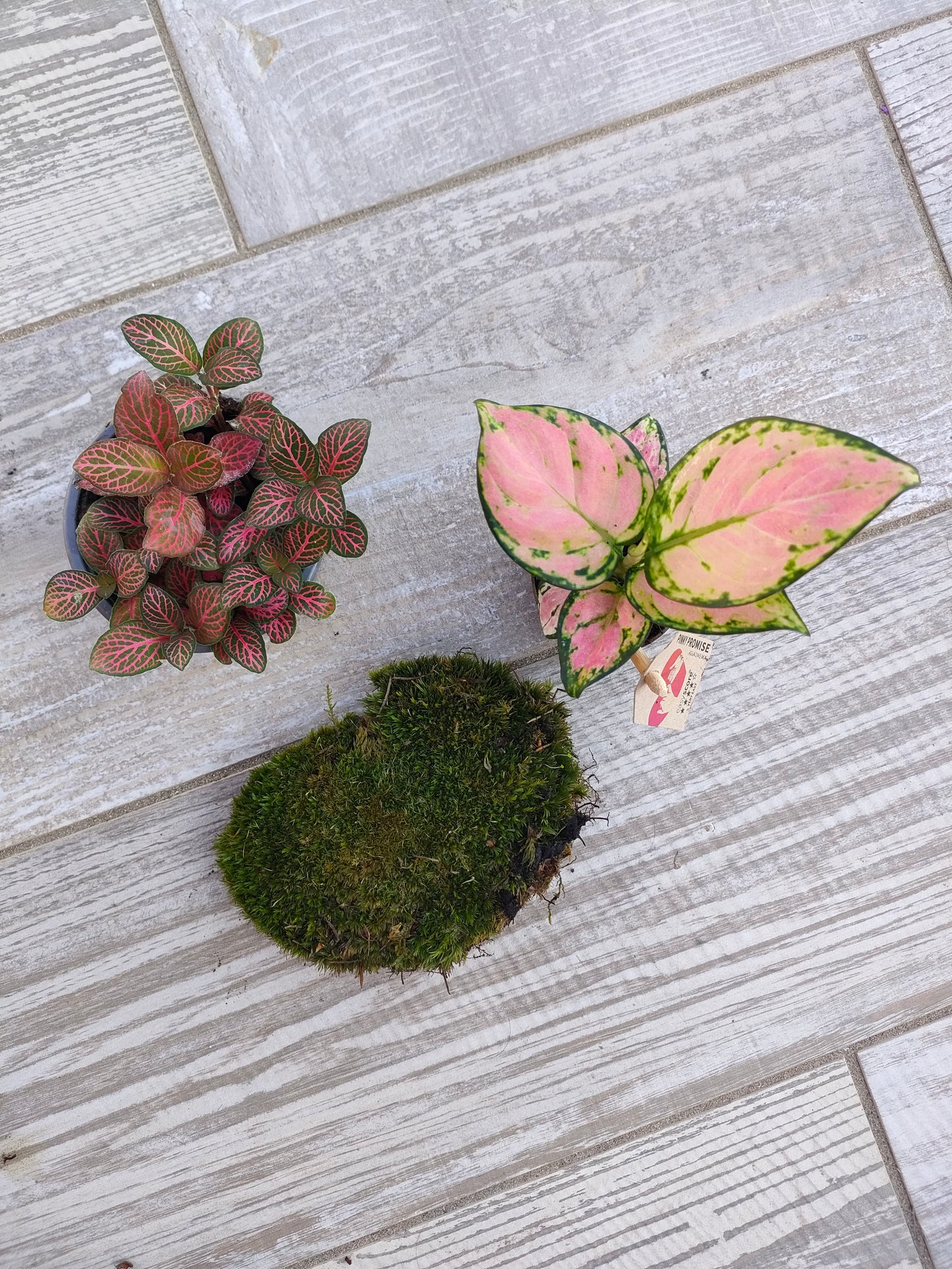 Kit completo per cambiare le piante del terrarium
