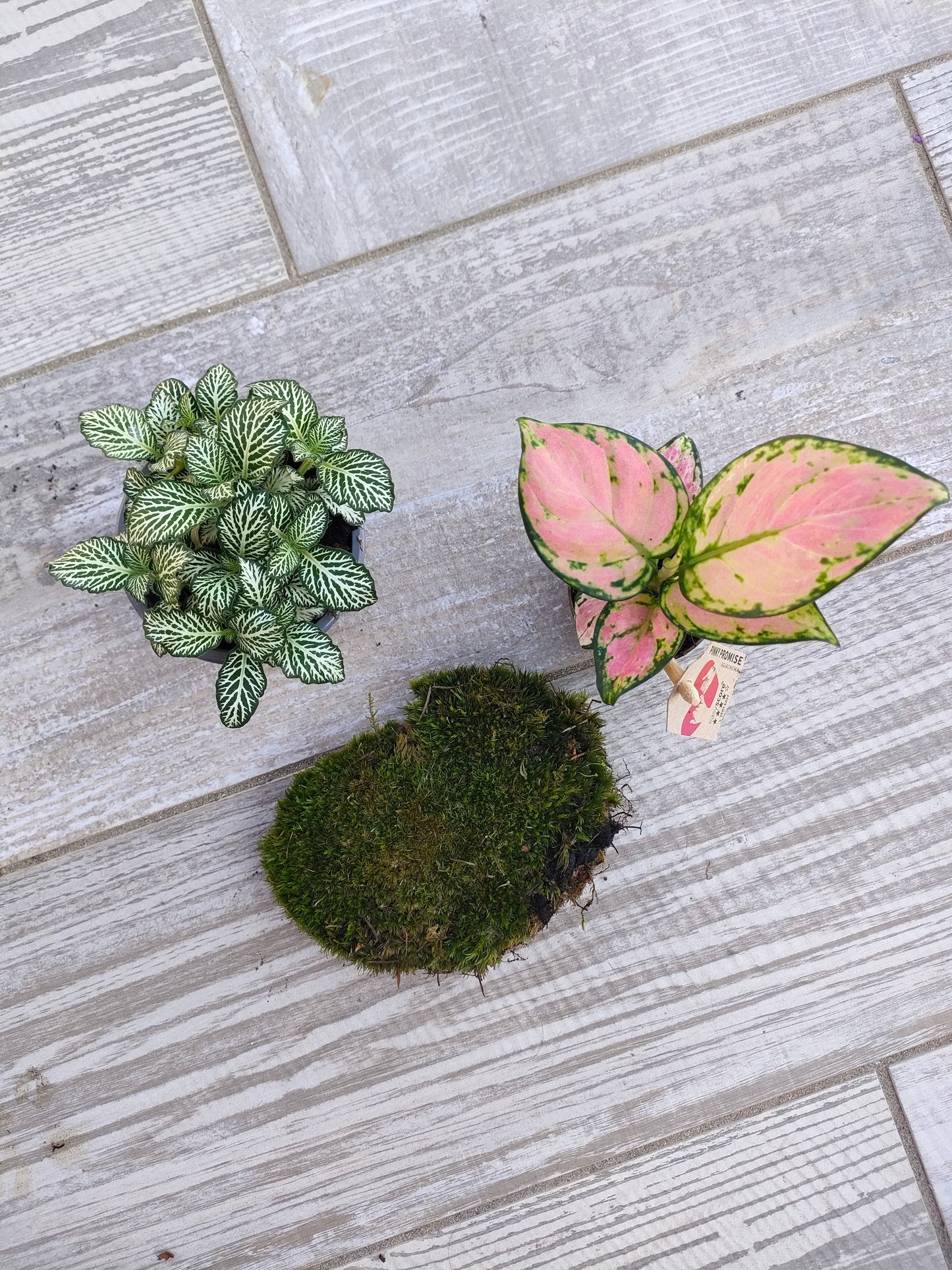 Kit completo per cambiare le piante del terrarium
