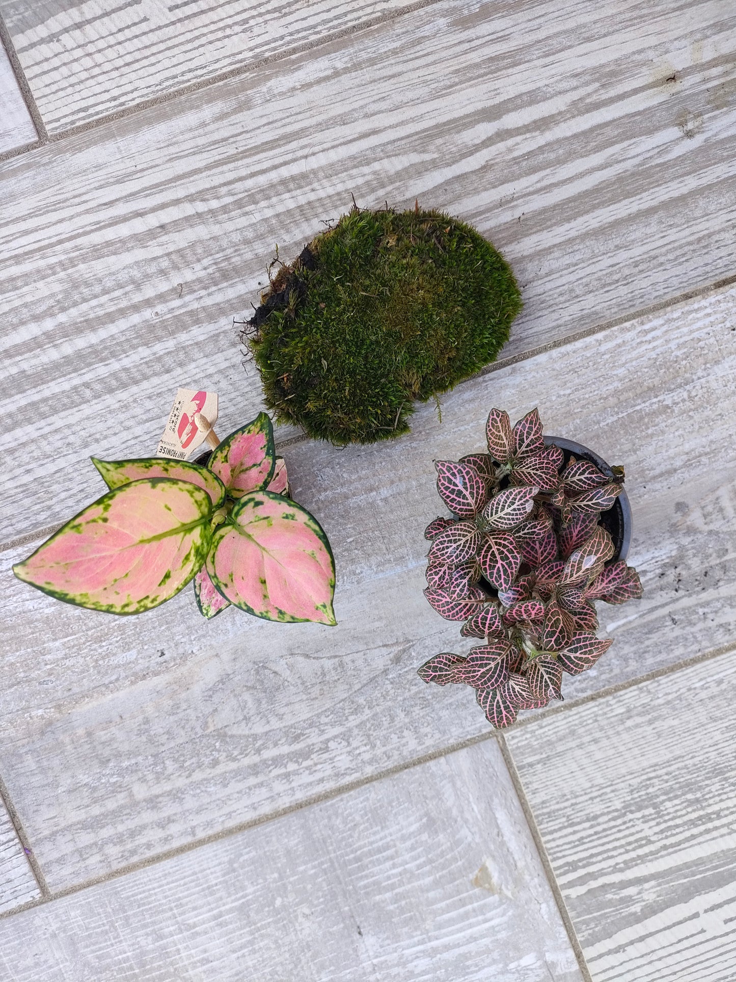 Kit completo per cambiare le piante del terrarium