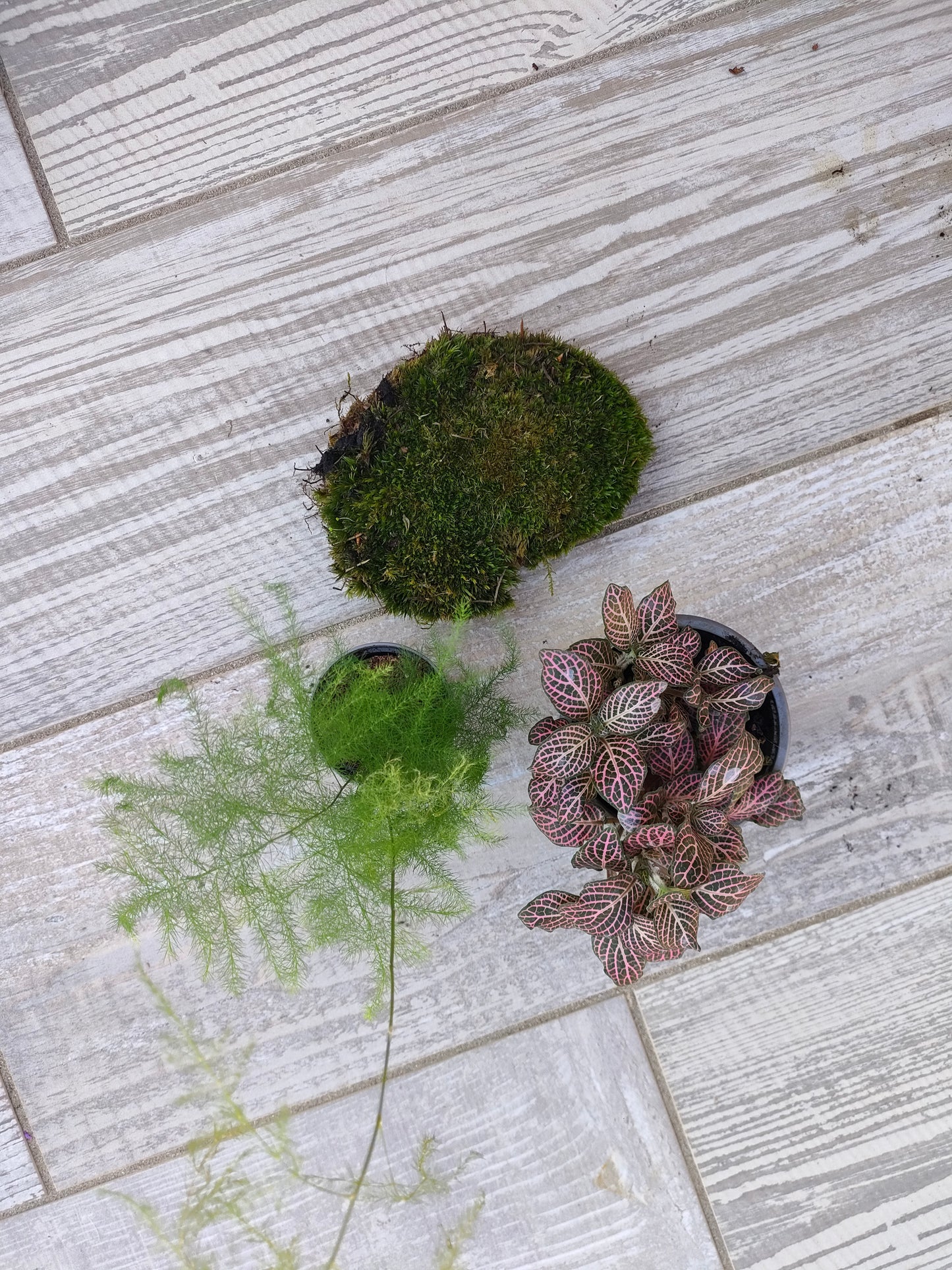 Kit completo per cambiare le piante del terrarium