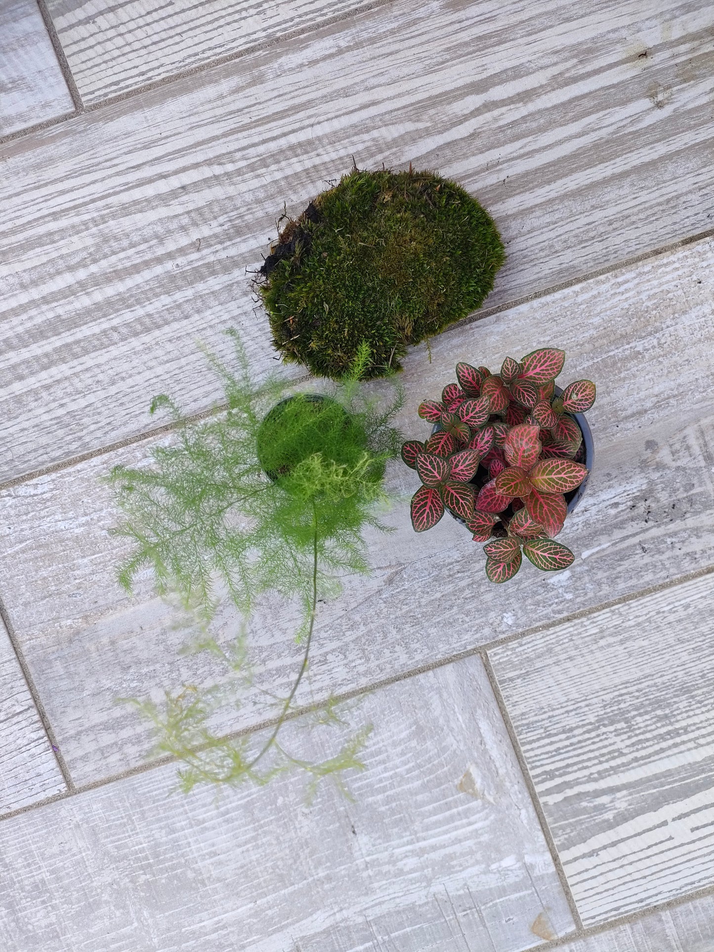 Kit completo per cambiare le piante del terrarium