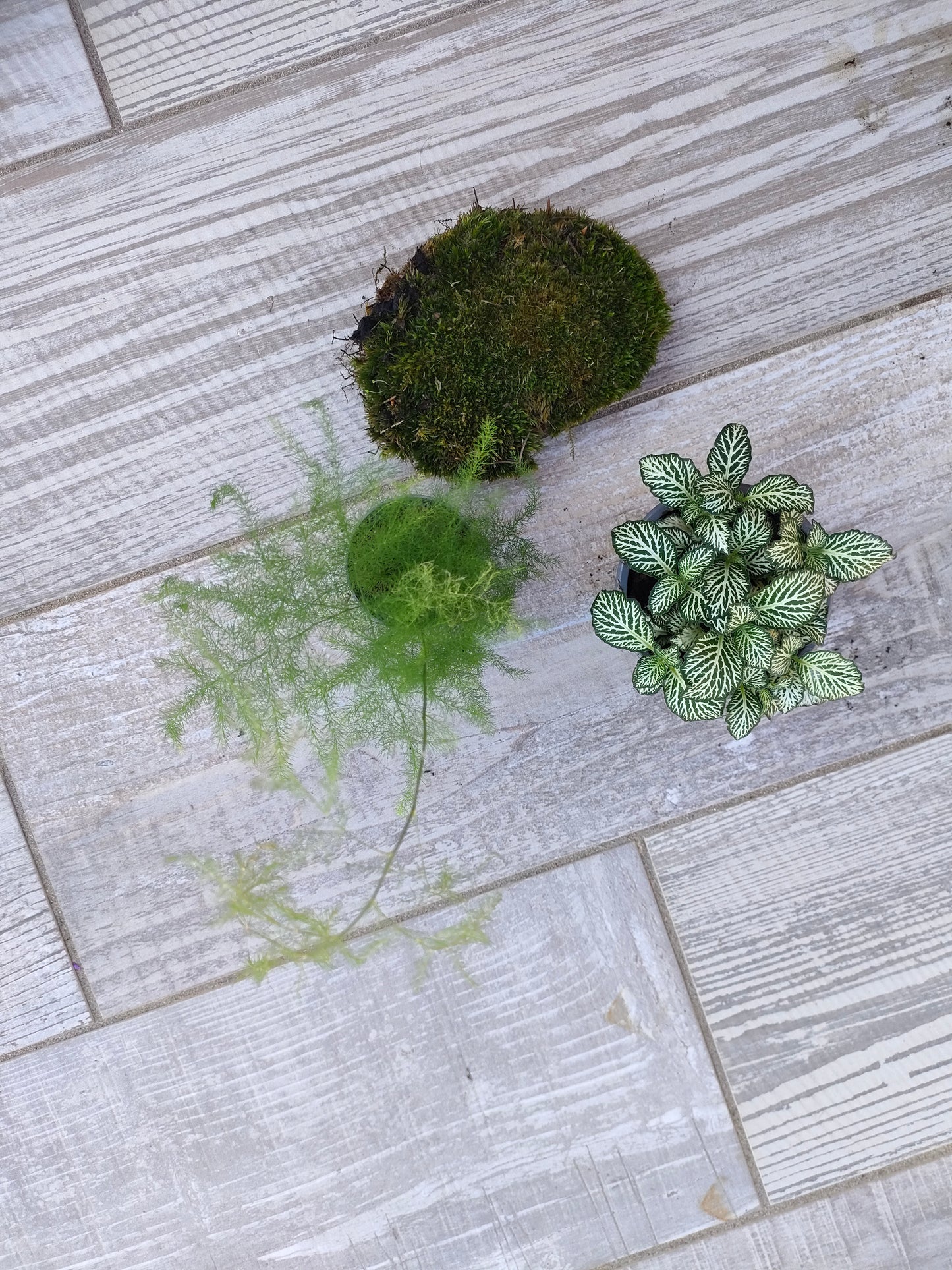 Kit completo per cambiare le piante del terrarium