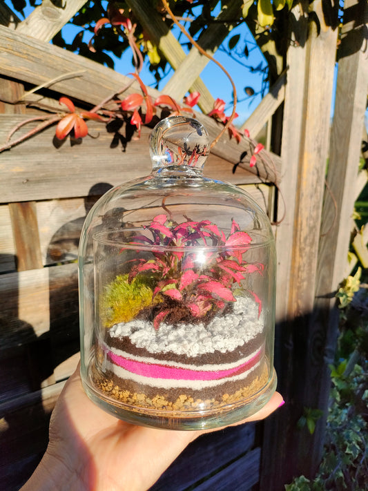 Terrarium con fittonie