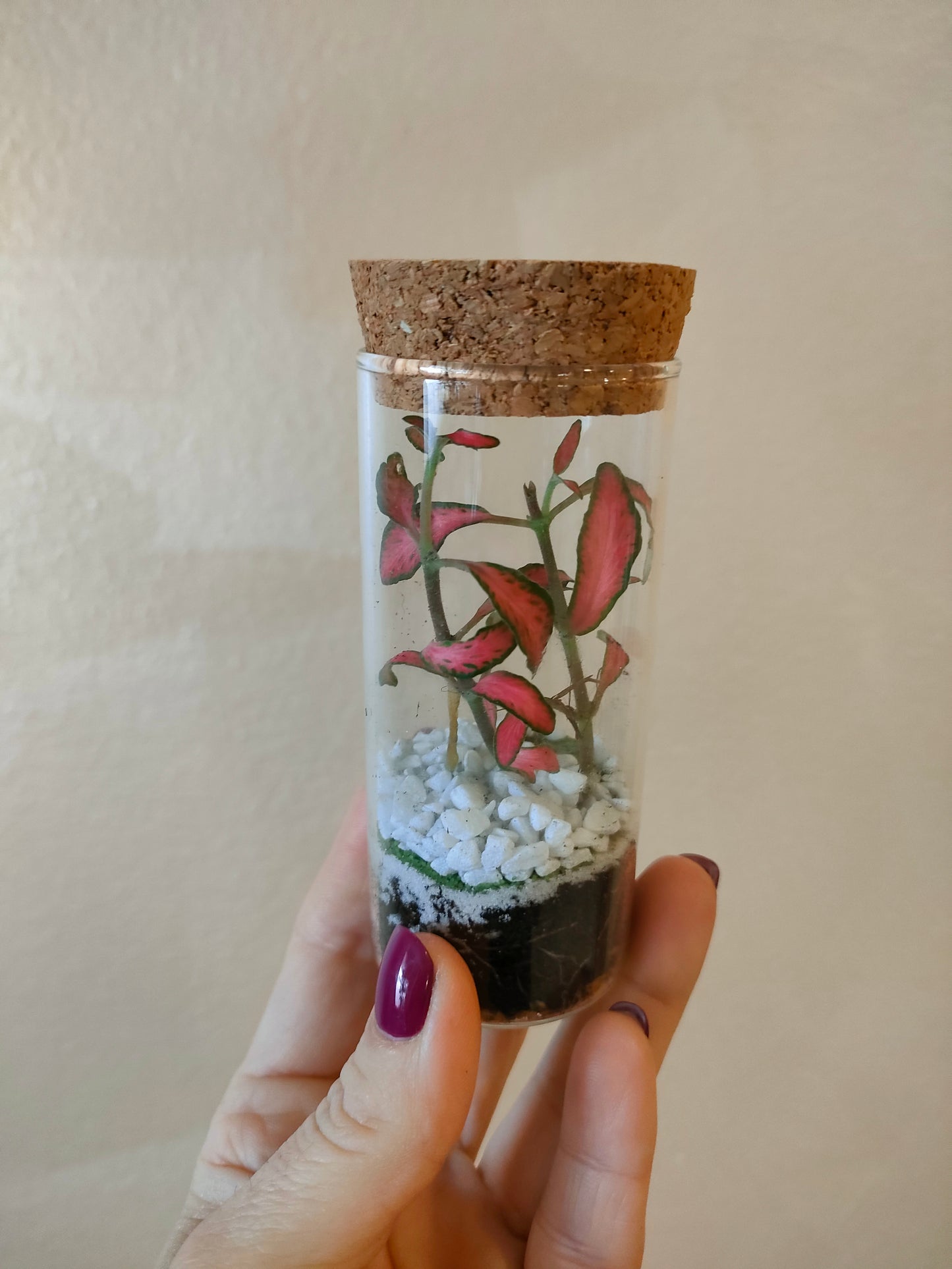 Piccolo scrigno – micro‑ecosistema verde sotto vetro