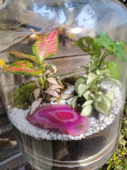 Terrarium Damigiana con Agata rosa micro-ecosistema vivo