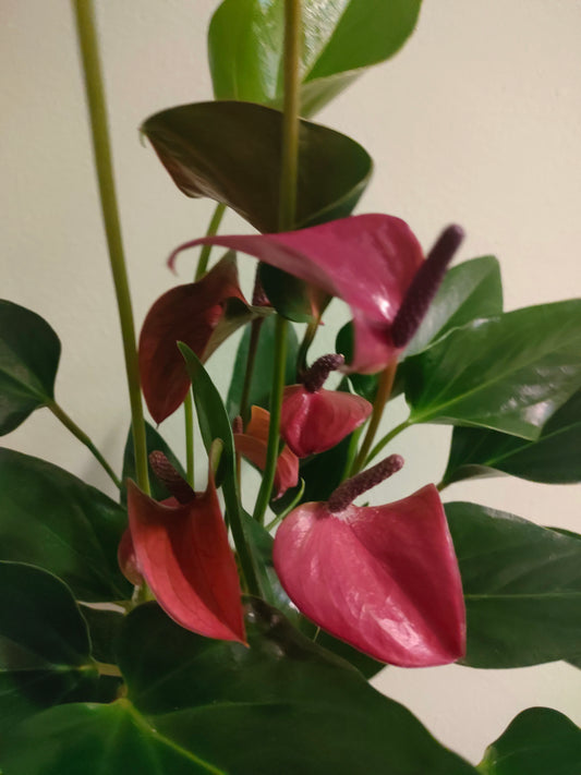 Kokedama Anthurium – eleganza tropicale