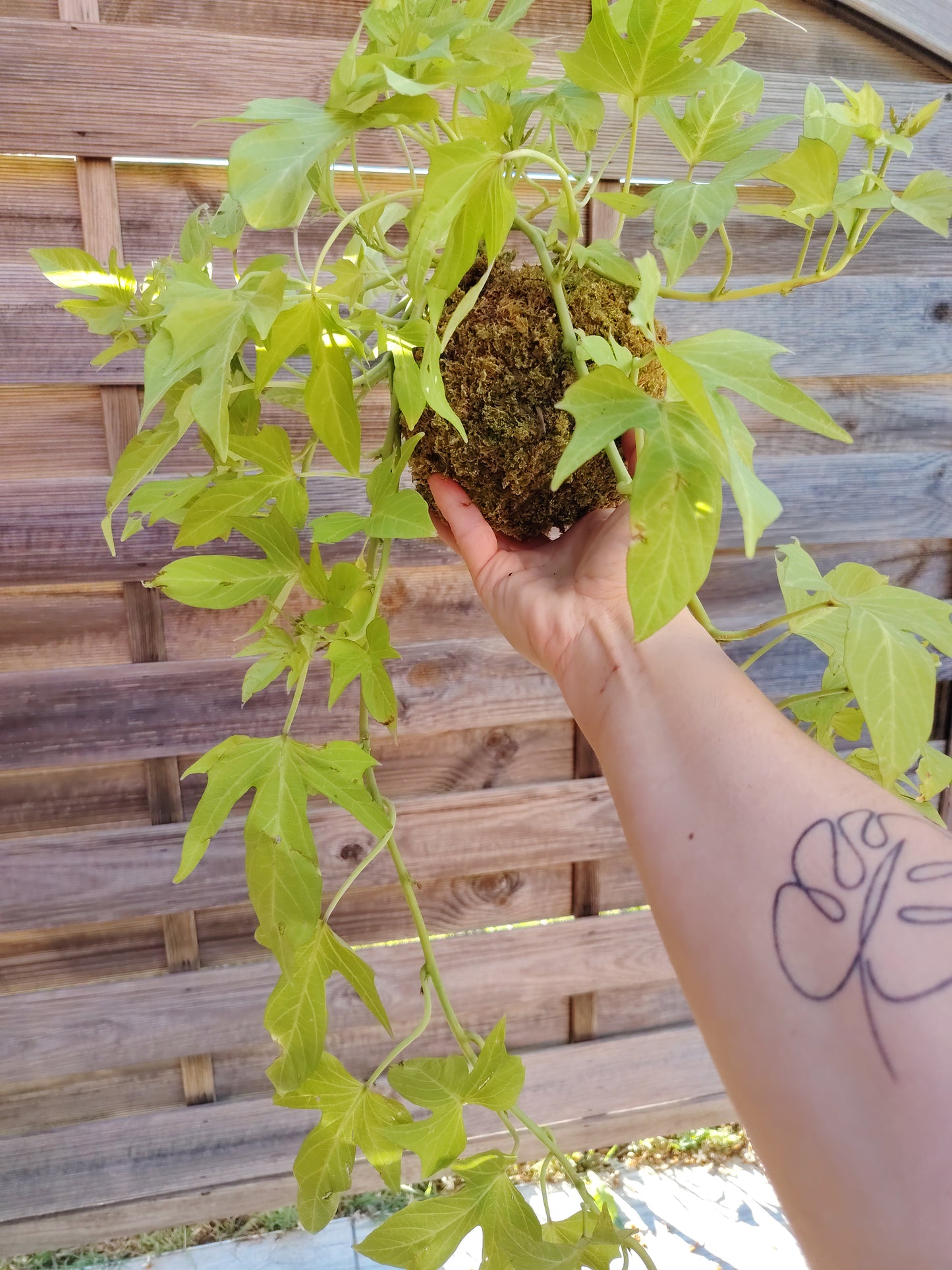 Kokedama con Ipomoea e foglie ornamentali dai toni verdi ,realizzato artigianalmente con muschio naturale.