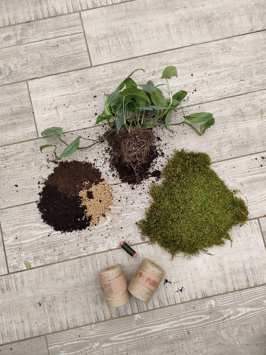 Kokedama Filodendro “Cebu Blue” – pianta artigianale