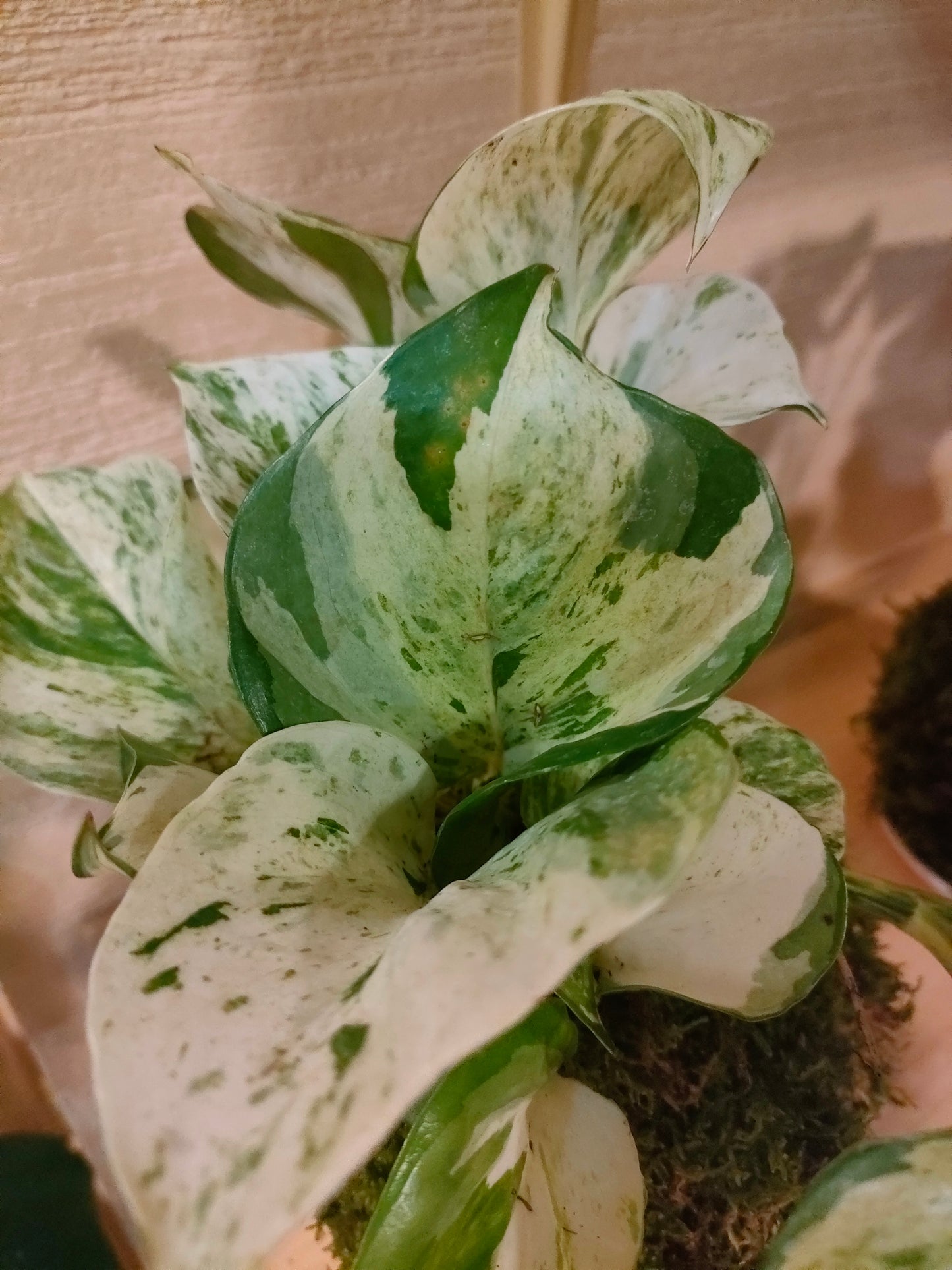 Kokedama Scindapsus Brasil – muschio e foglie variegate