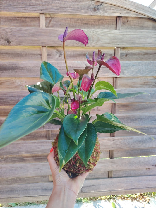 Kokedama artigianale con Anthurium viola, raffinata pianta da interno dai fiori viola e foglie verdi lucide, realizzato a mano con tecnica giapponese e muschio naturale.