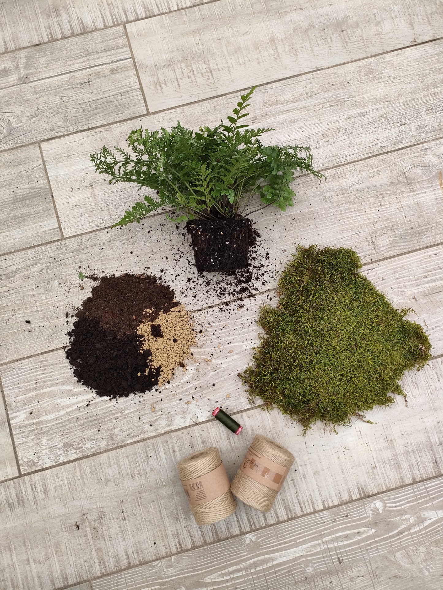 Felce Asplenium in Kokedama