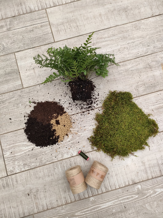 Felce Asplenium in Kokedama