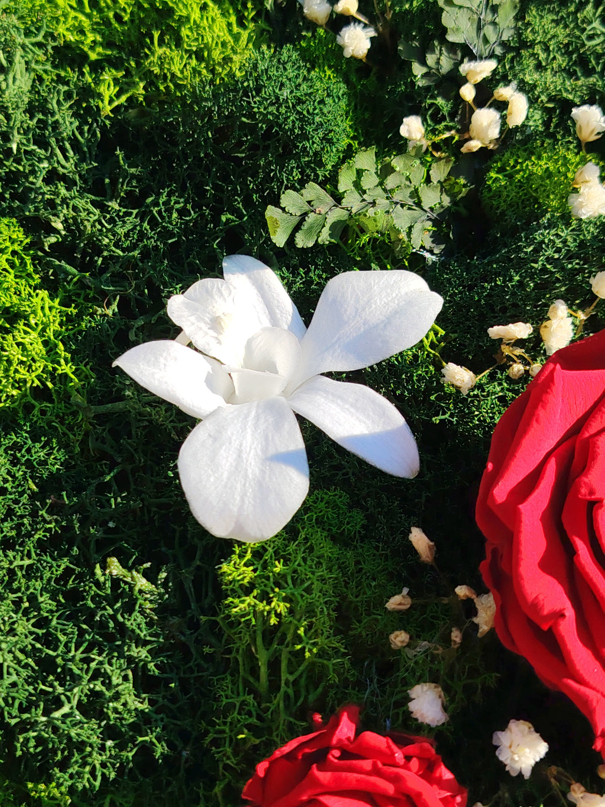 Cornice vegetale “Romantic” – rose stabilizzate rosse e Orchidea bianca