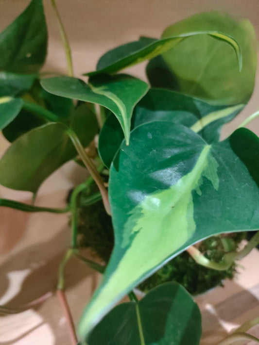 Kokedama Filodendro Brasil – verde artigianale