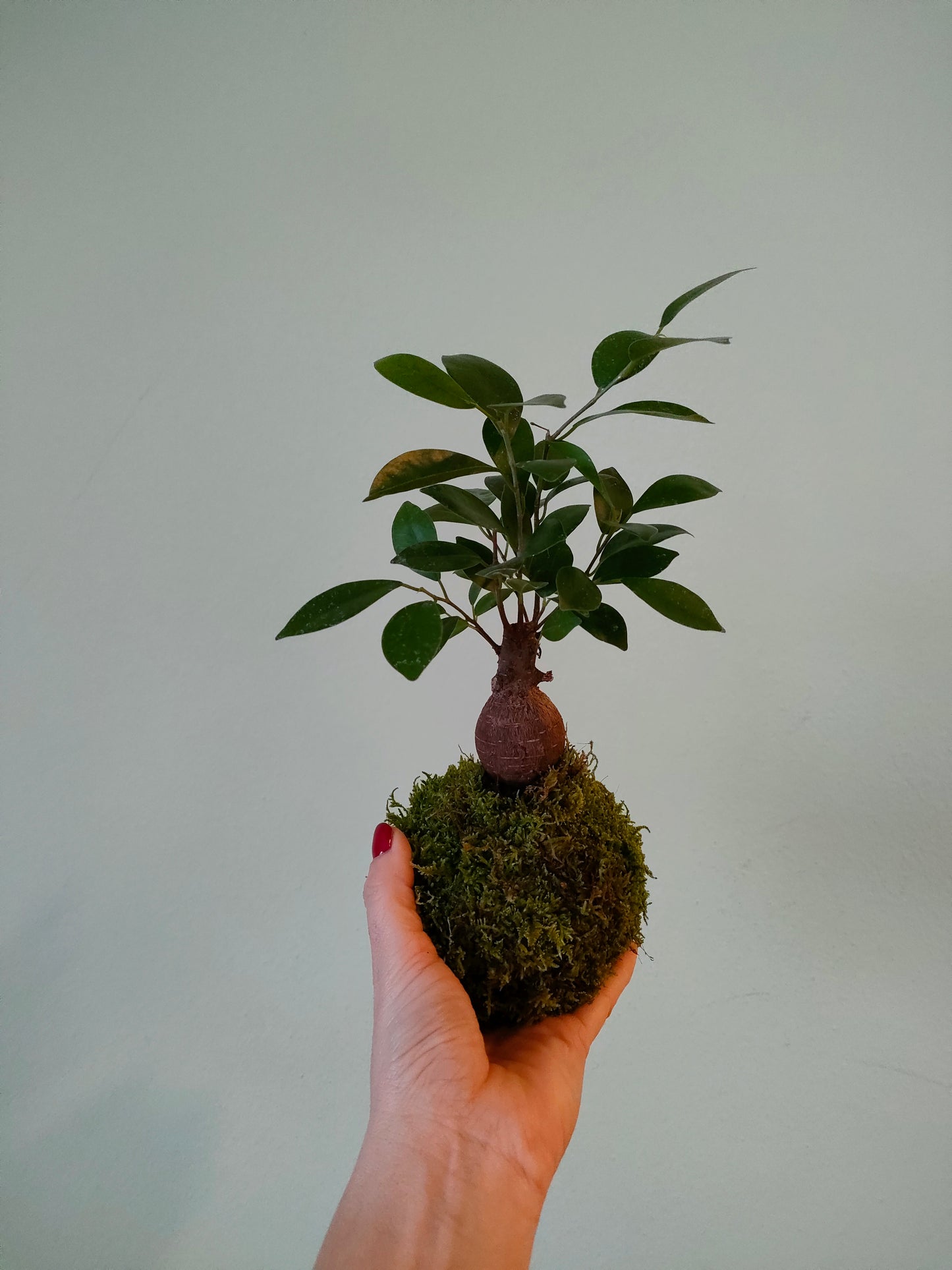 Kokedama Ficus Ginseng – Eleganza e forza in equilibrio