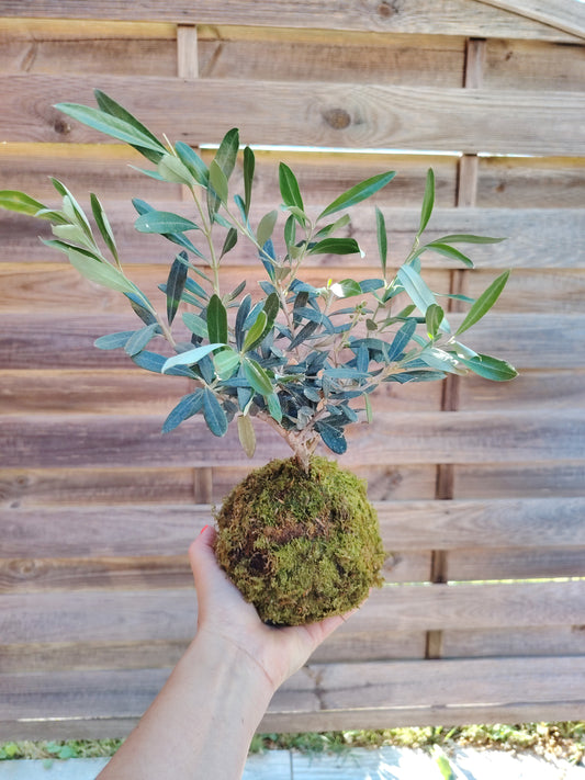 Kokedama artigianale con ulivo e muschio naturale, realizzato a mano secondo la tradizionale tecnica giapponese, sfera da 10 cm.
