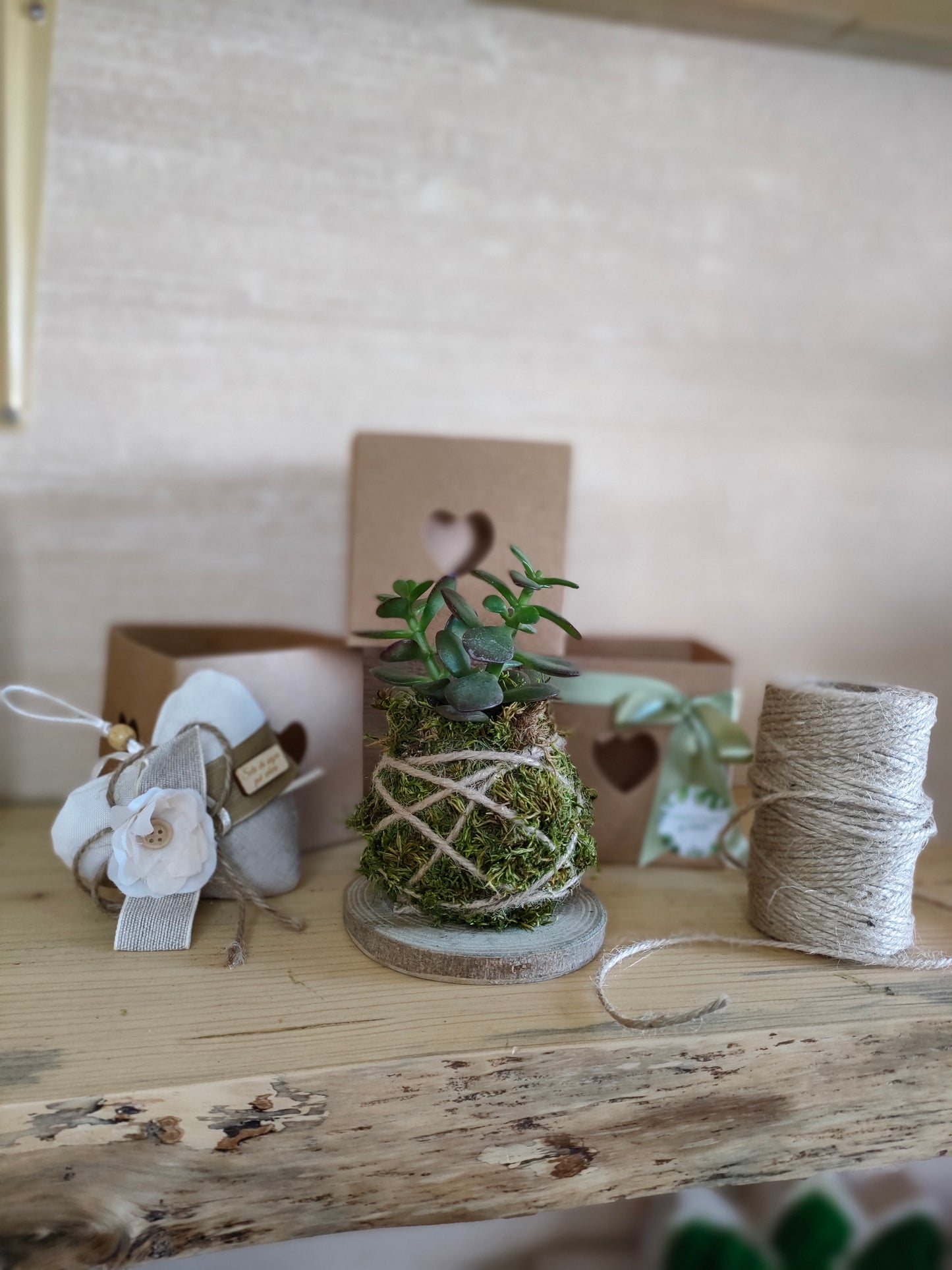 Mini kokedama albero di giada idea regalo