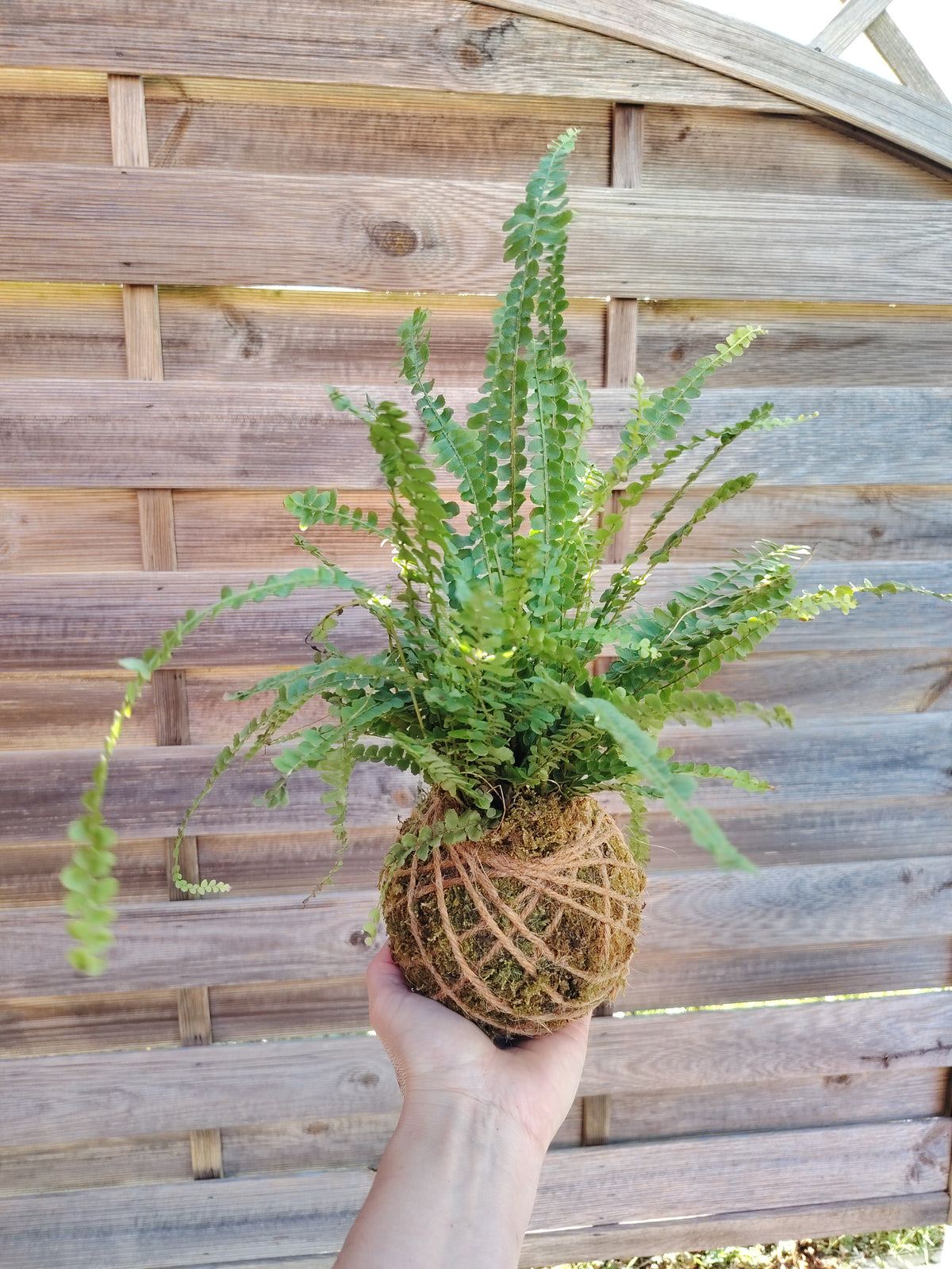 Kokedama con felce rigogliosa e fronde decorative, realizzato artigianalmente con muschio naturale e tecnica giapponese.