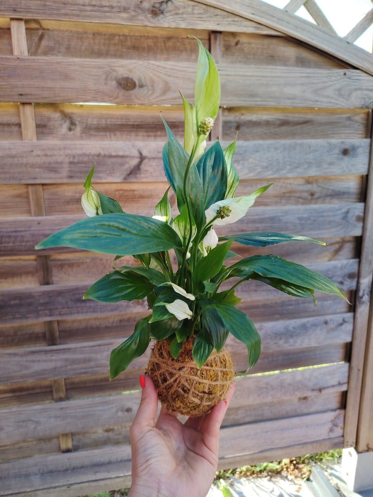 Kokedama artigianale con spatifillo bianco, foglie verdi lucide e fiore bianco elegante, realizzato a mano con muschio naturale.