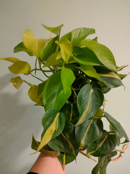 Kokedama doppio con piante rampicanti Philodendron Brasil e Photos Neon – creazione artigianale