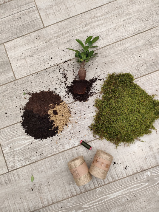 Kokedama Ficus Ginseng – Eleganza e forza in equilibrio