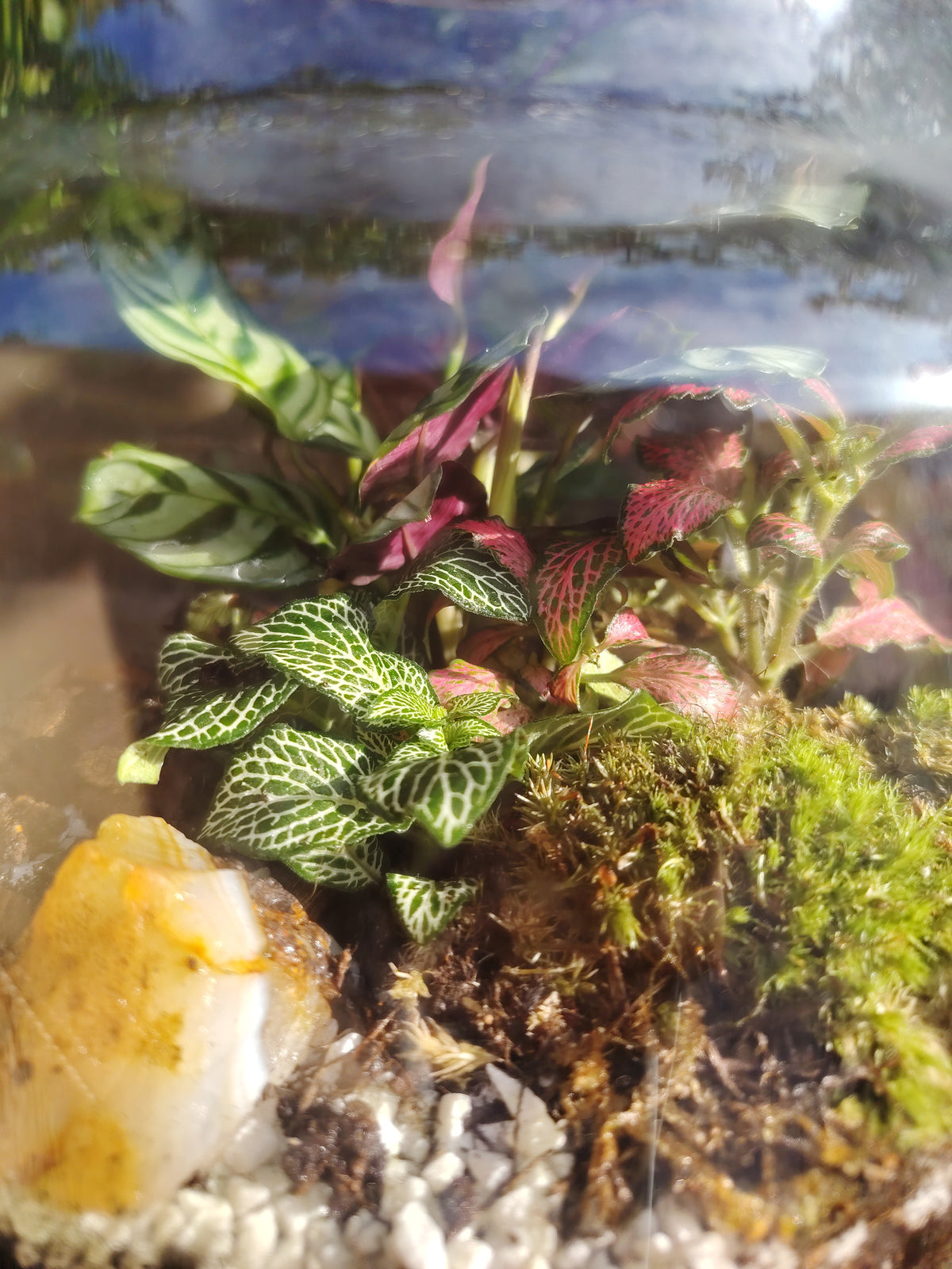 Terrarium Damigiana con Agata Grezza