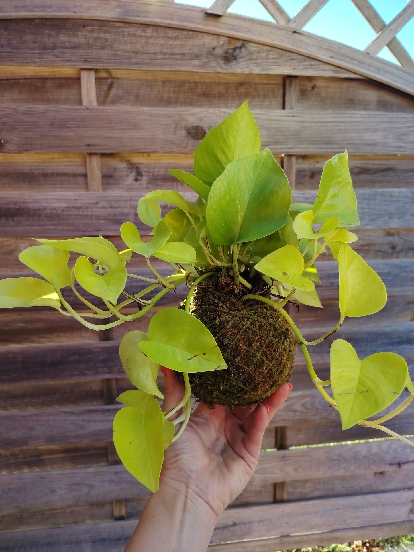 Kokedama photos neon